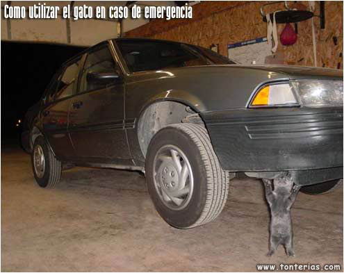 Gato Macaco
